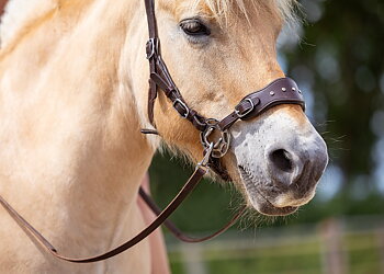 Hackamore nosdel + curbstrap EDIX® 'Adore' (ponny upp till X-Full)