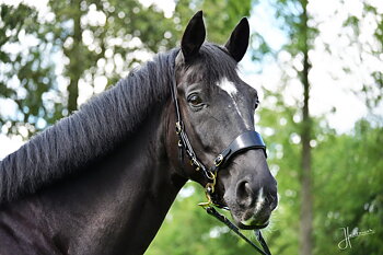 Hackamore nosdel + curbstrap EDIX® 'Classic' (ponny upp till X-Full)