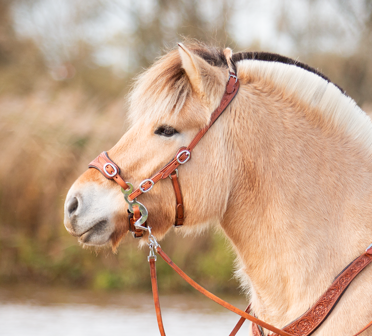 Hackamore bridle Anatomical, Edix© Rose, cognac - 2