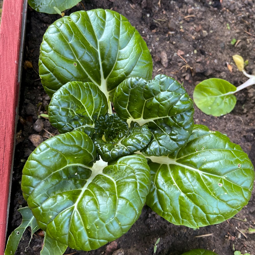 Mini Pak Choi 'Dwarf White Stem F1'  - 3