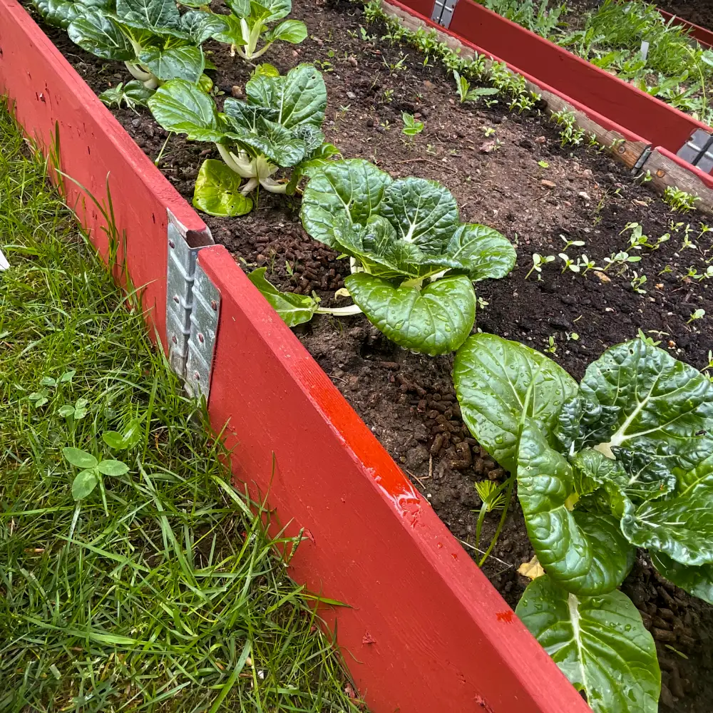 Mini Pak Choi 'Dwarf White Stem F1' 