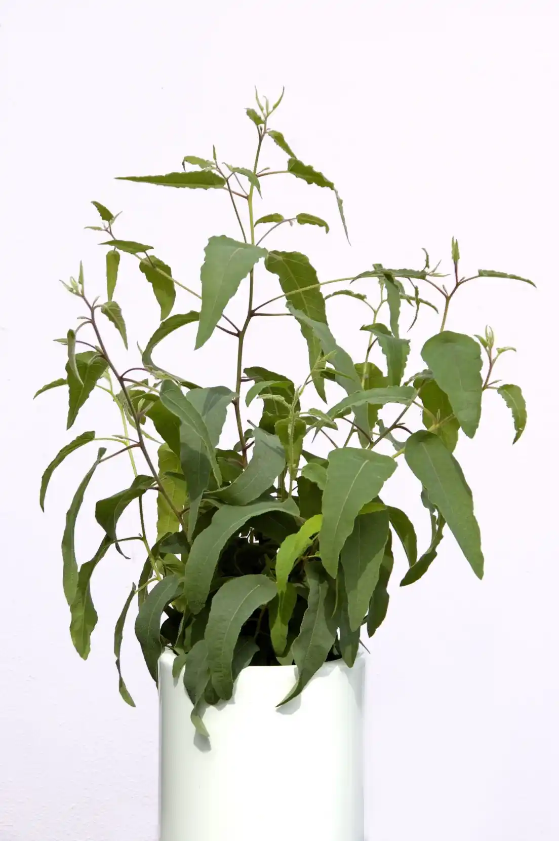 Citroneukalyptus