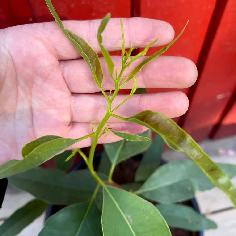 Citroneukalyptus närbild