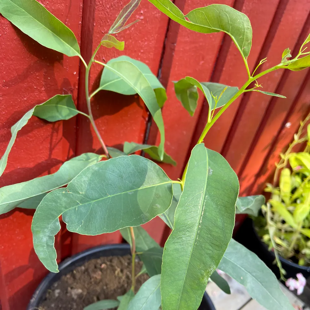Citroneukalyptus blad