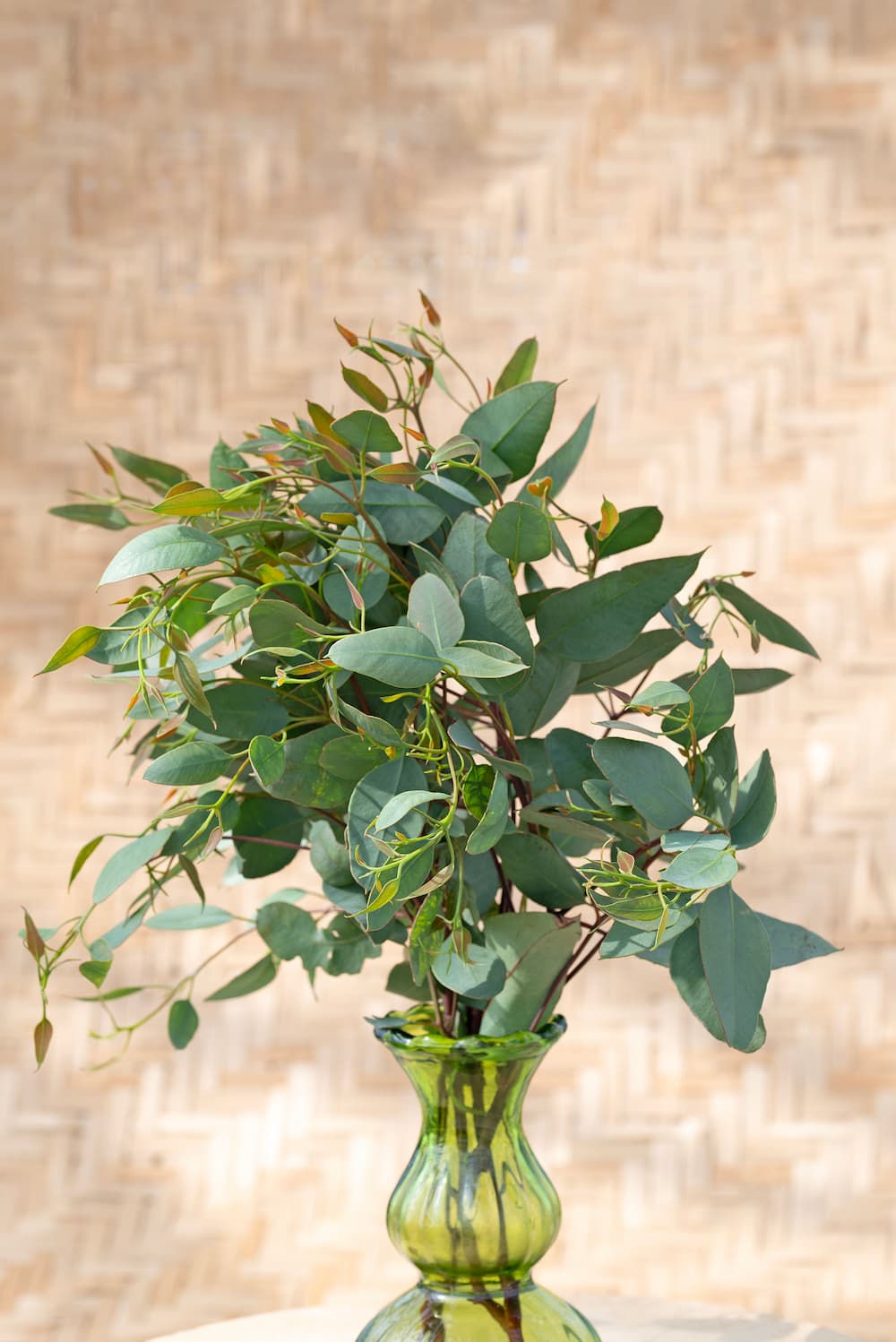 Eucalyptus melanphloia