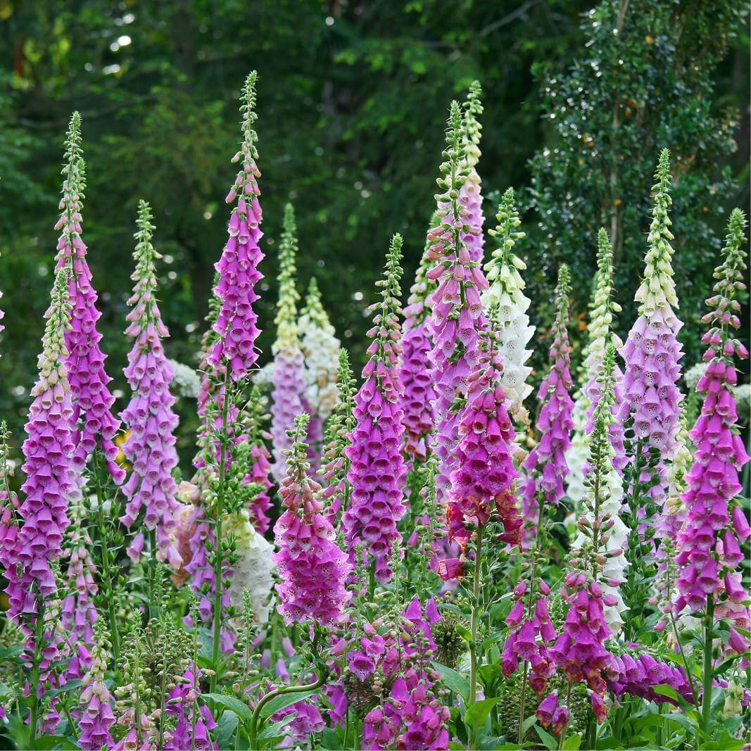 Fingerborgsblomma 'Foxy Mixed'