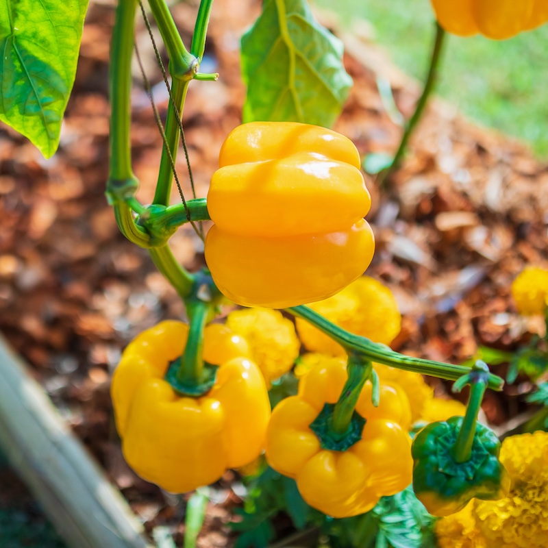 Paprika 'Golden California Wonder'