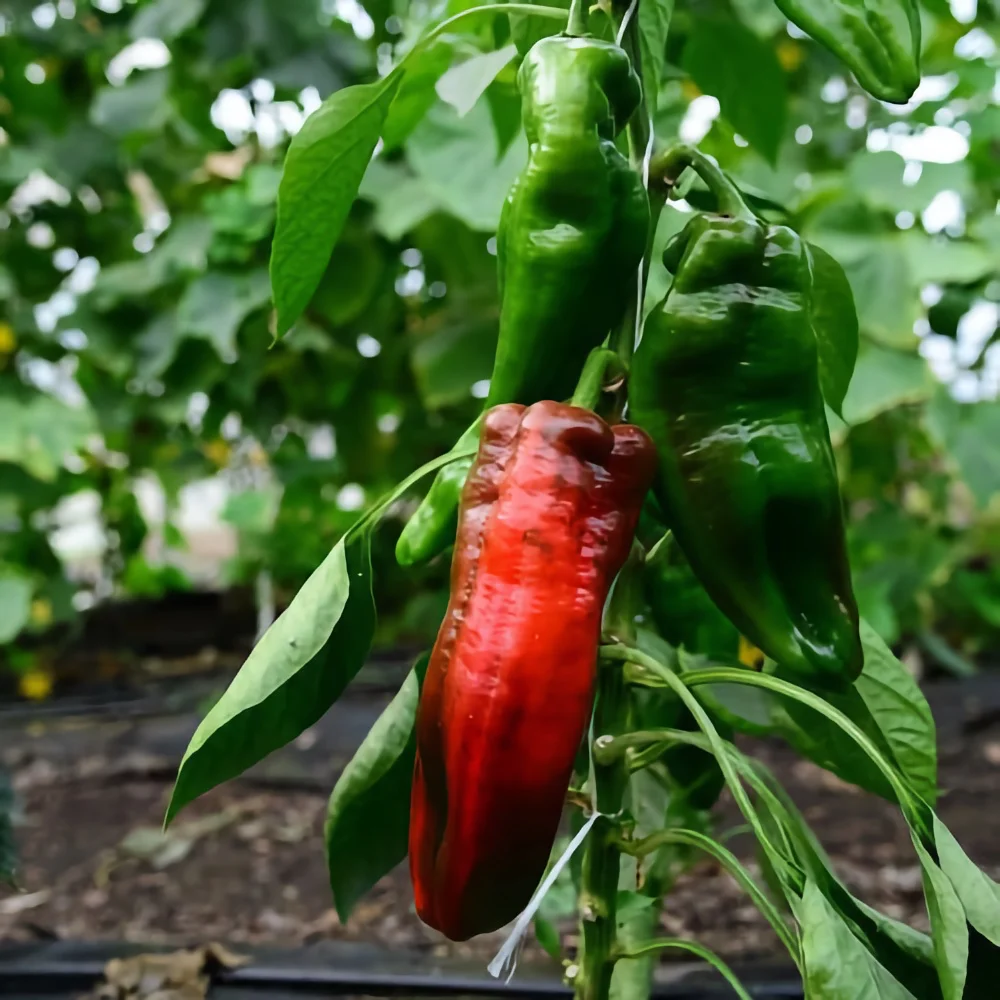 Paprika 'Dulce de Espaňa'