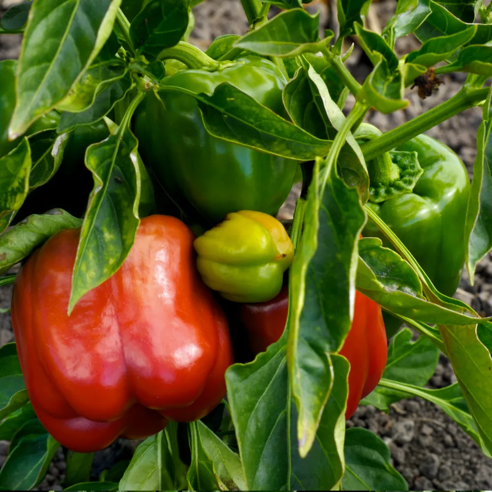 Paprika 'California Wonder'
