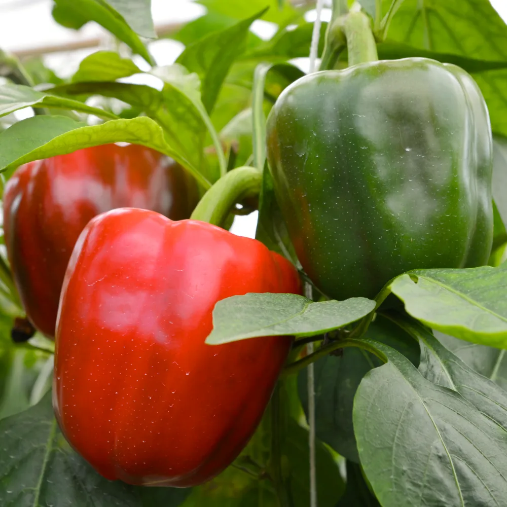 Paprika 'California Wonder' - 3