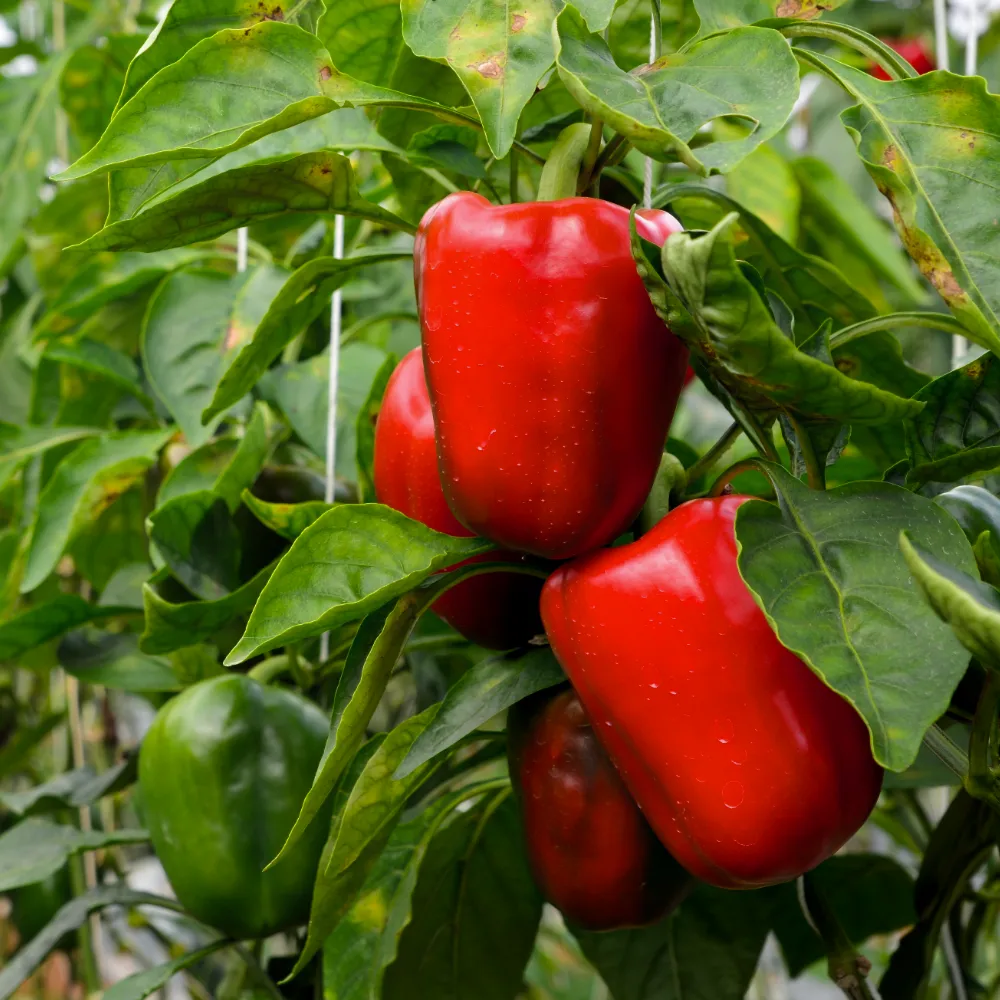 Paprika 'California Wonder'