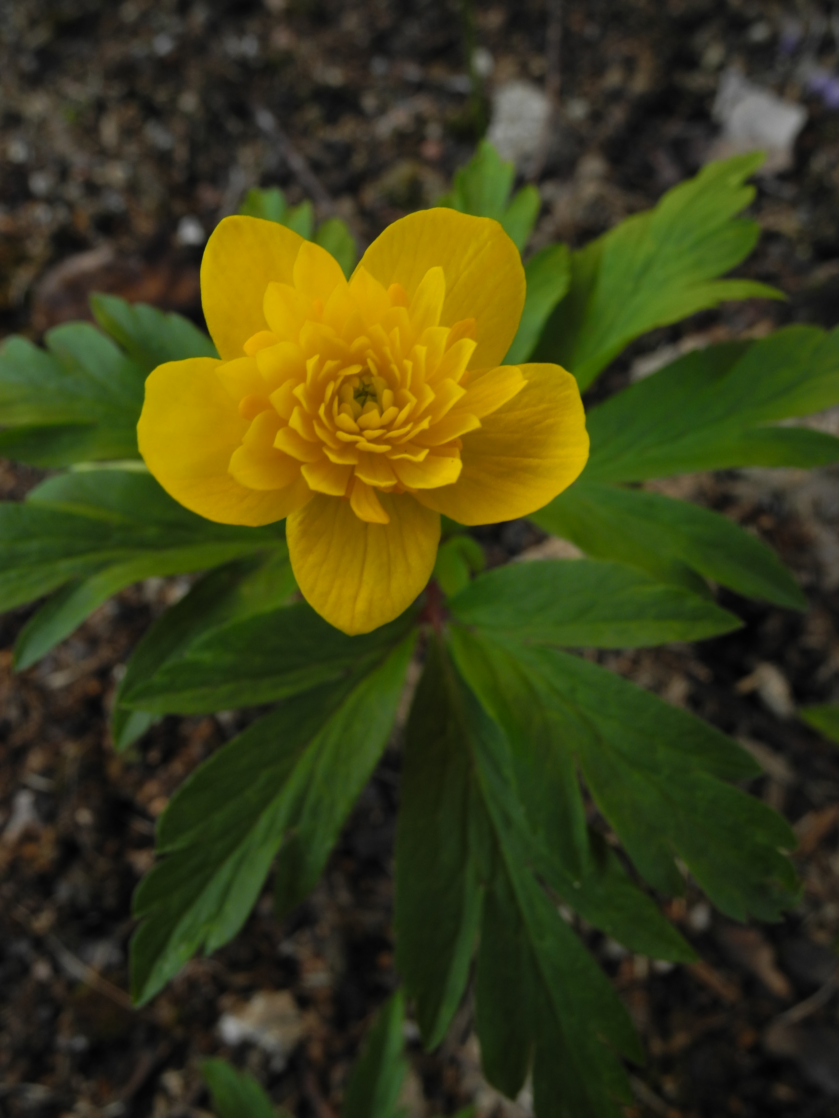 Anemone ranunculoides 'Dagö'