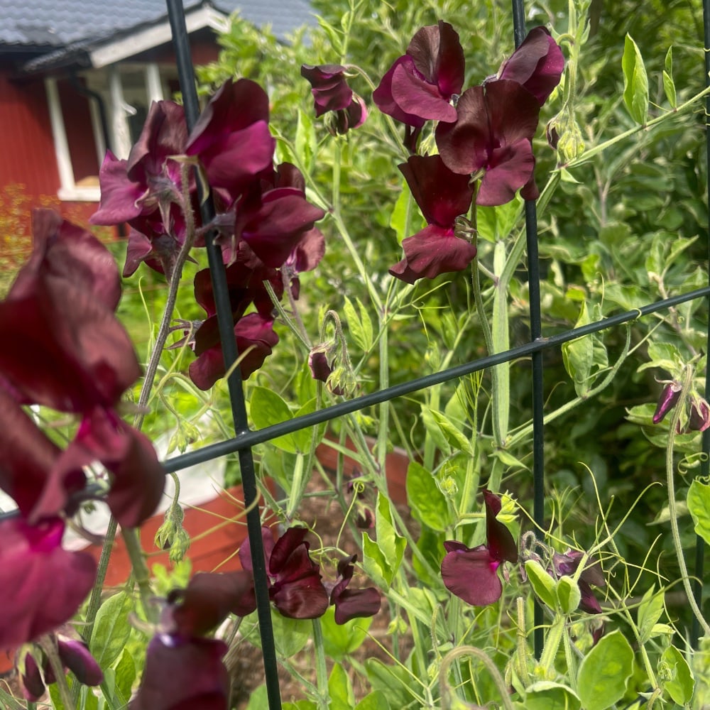 Luktärt 'Spring Sunshine Burgundy'
