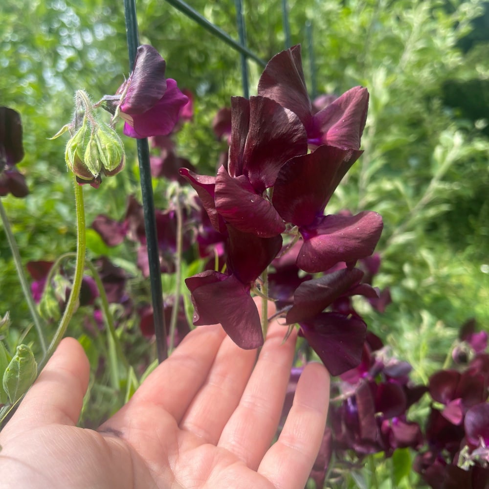 Luktärt 'Spring Sunshine Burgundy' - 3