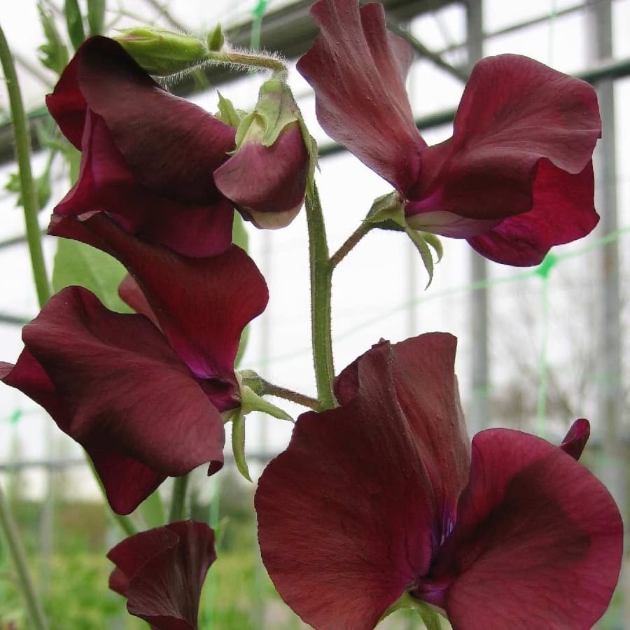 Luktärt 'Spring Sunshine Burgundy' - 4