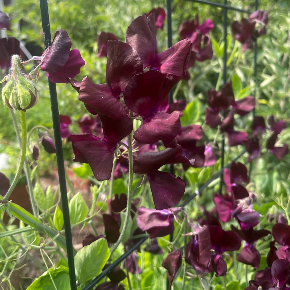 Luktärt 'Spring Sunshine Burgundy'