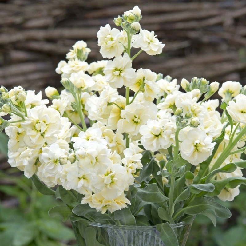 Gul lövkoja Anytime Yellow' som snittblomma