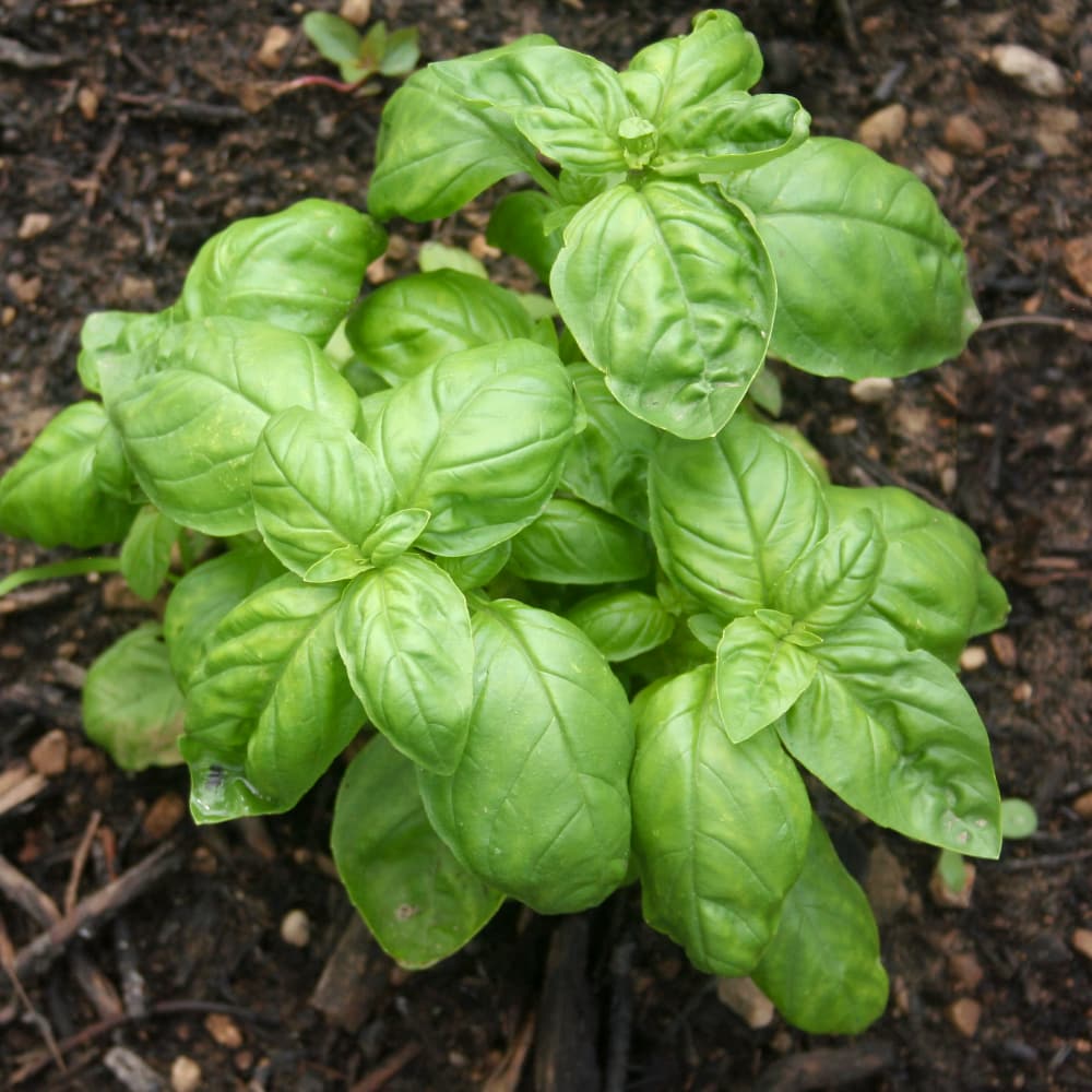 Basilika 'Gecofure'