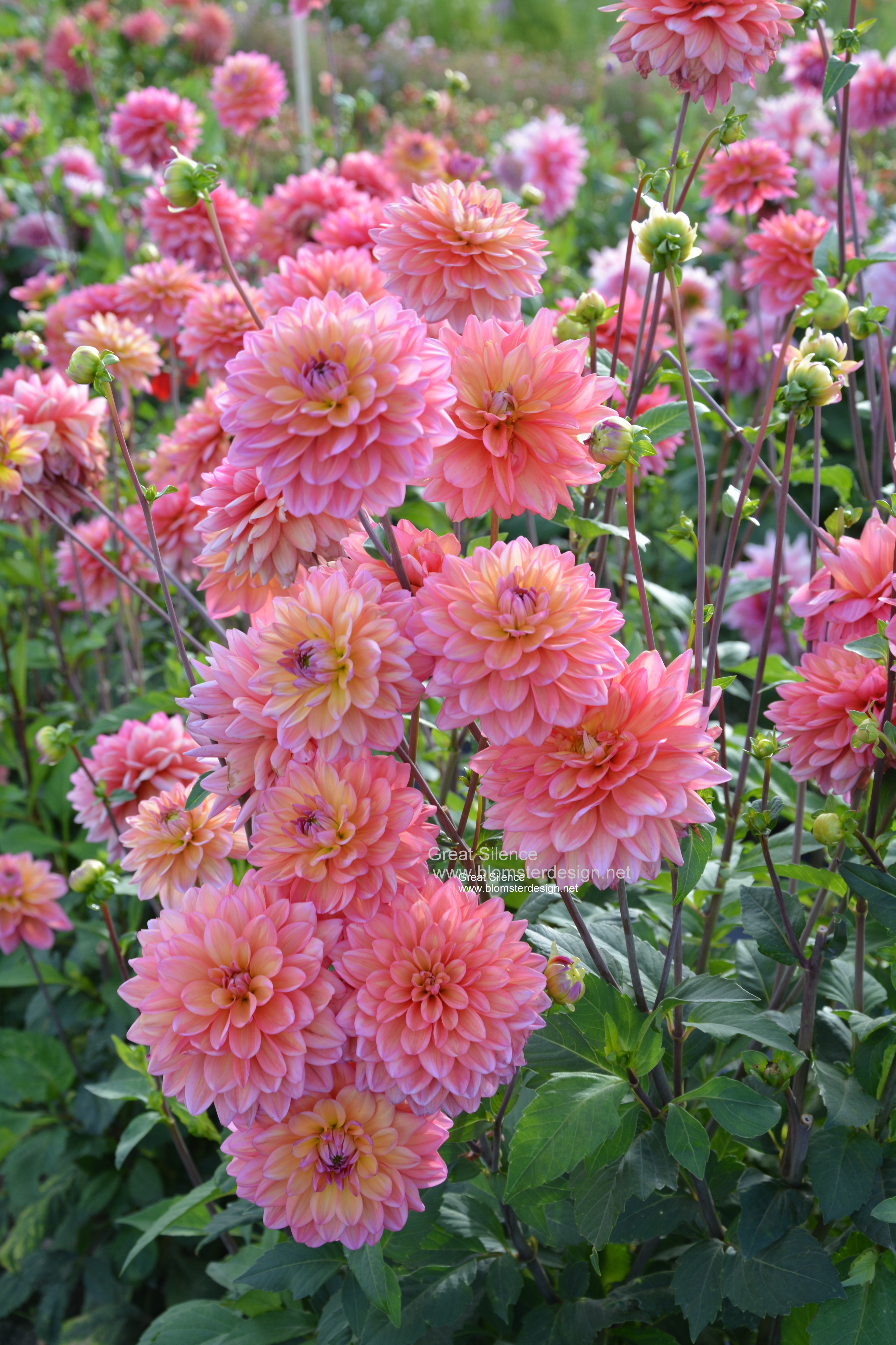 Dahlia Great Silence