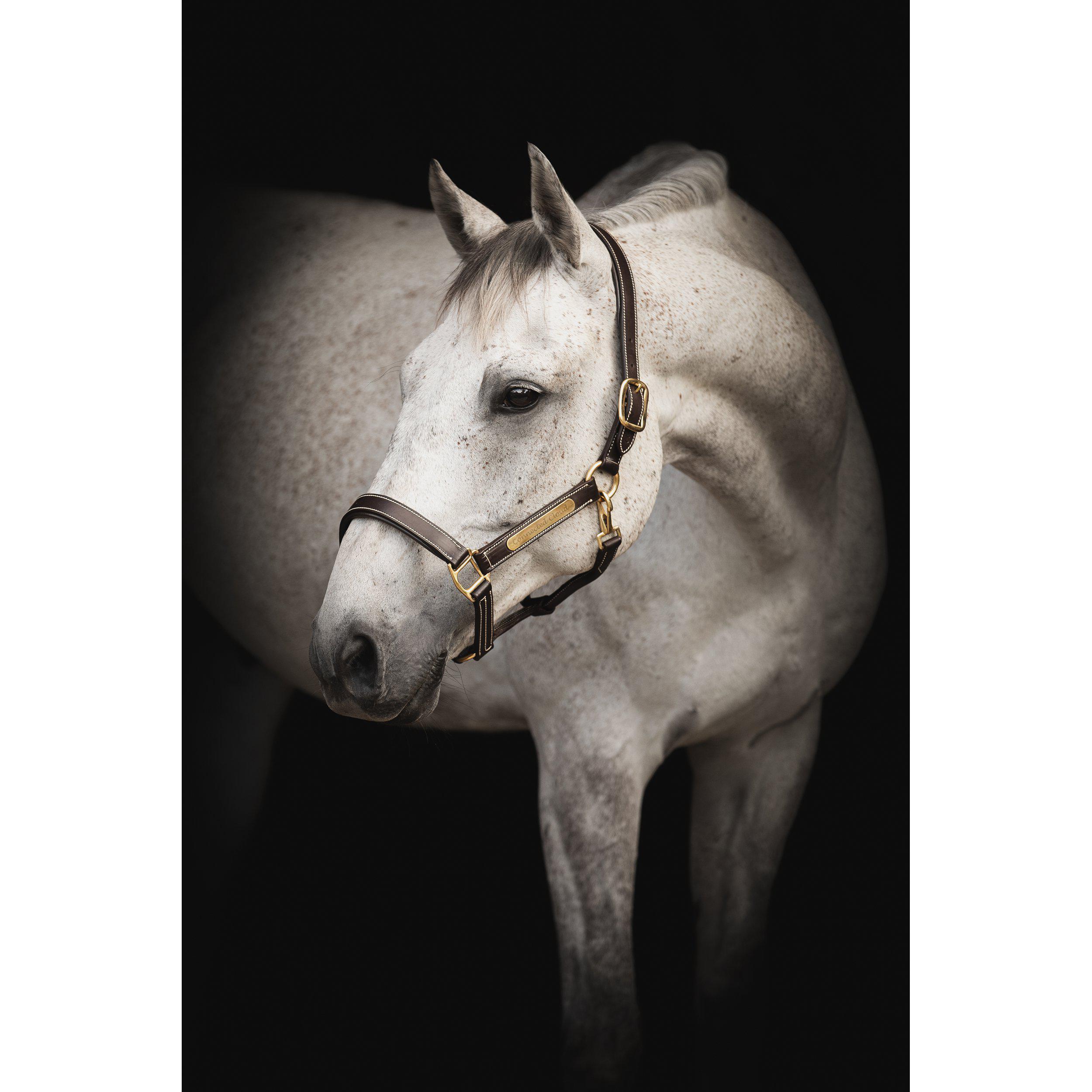 Lippo Lädergrimma Supreme Modell British - Mörkbrun (Cob)