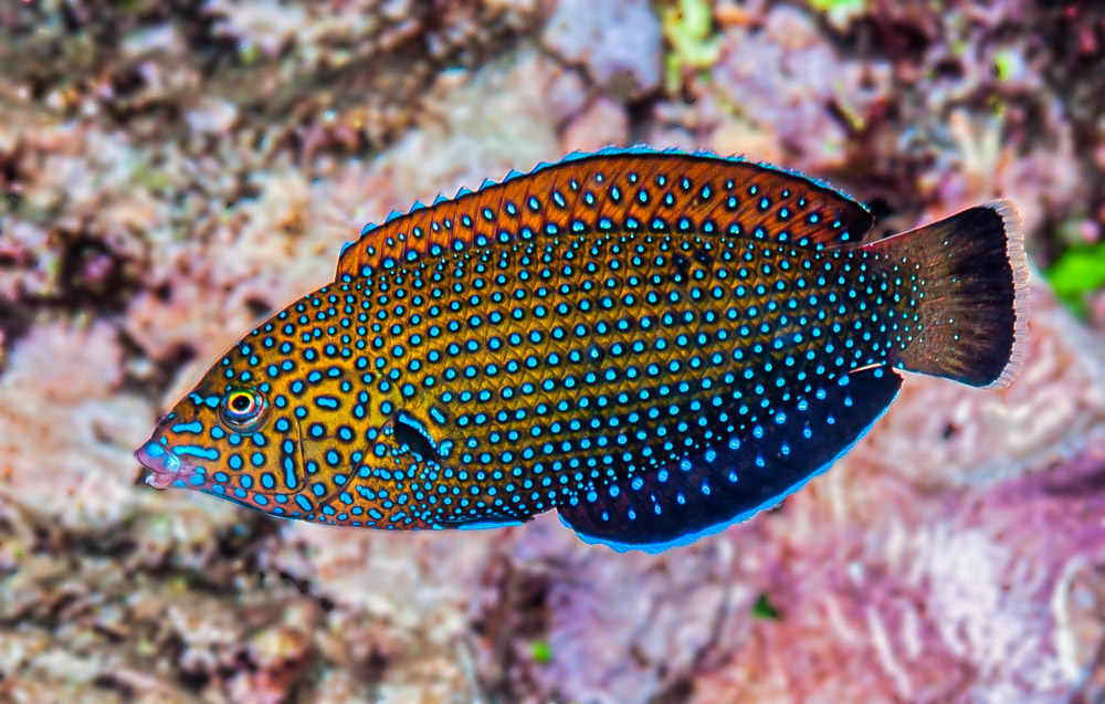 Anampses caeruleopunctatus (Reef safe)