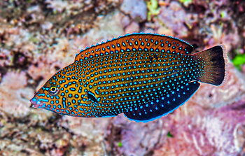 Anampses caeruleopunctatus  (Reef safe)