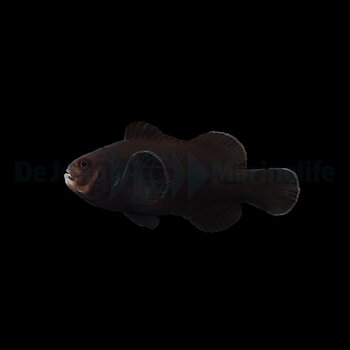 Amphirion ocellaris Midnight (reef safe)