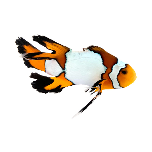 Amphirion ocellaris Snowflake Longfin premium (reef safe)