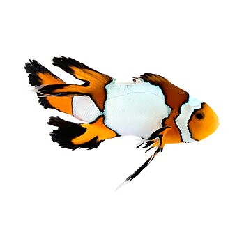 Amphirion ocellaris Snowflake Longfin premium (reef safe)