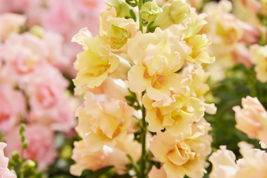 Lejongap 'Twinny Yellow Shades F1'