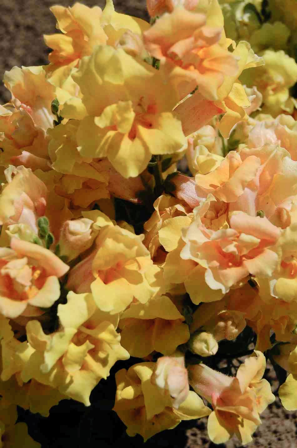 Lejongap 'Twinny Yellow Shades F1' - 2