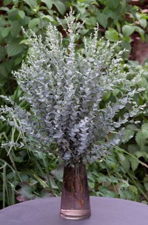 Eucalyptus 'Moon Lagoon'