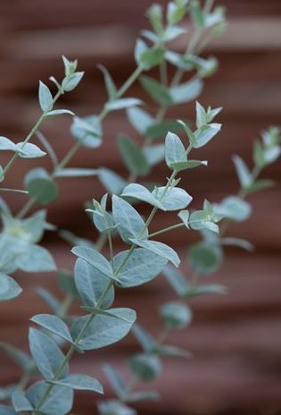 Eucalyptus 'Moon Lagoon'