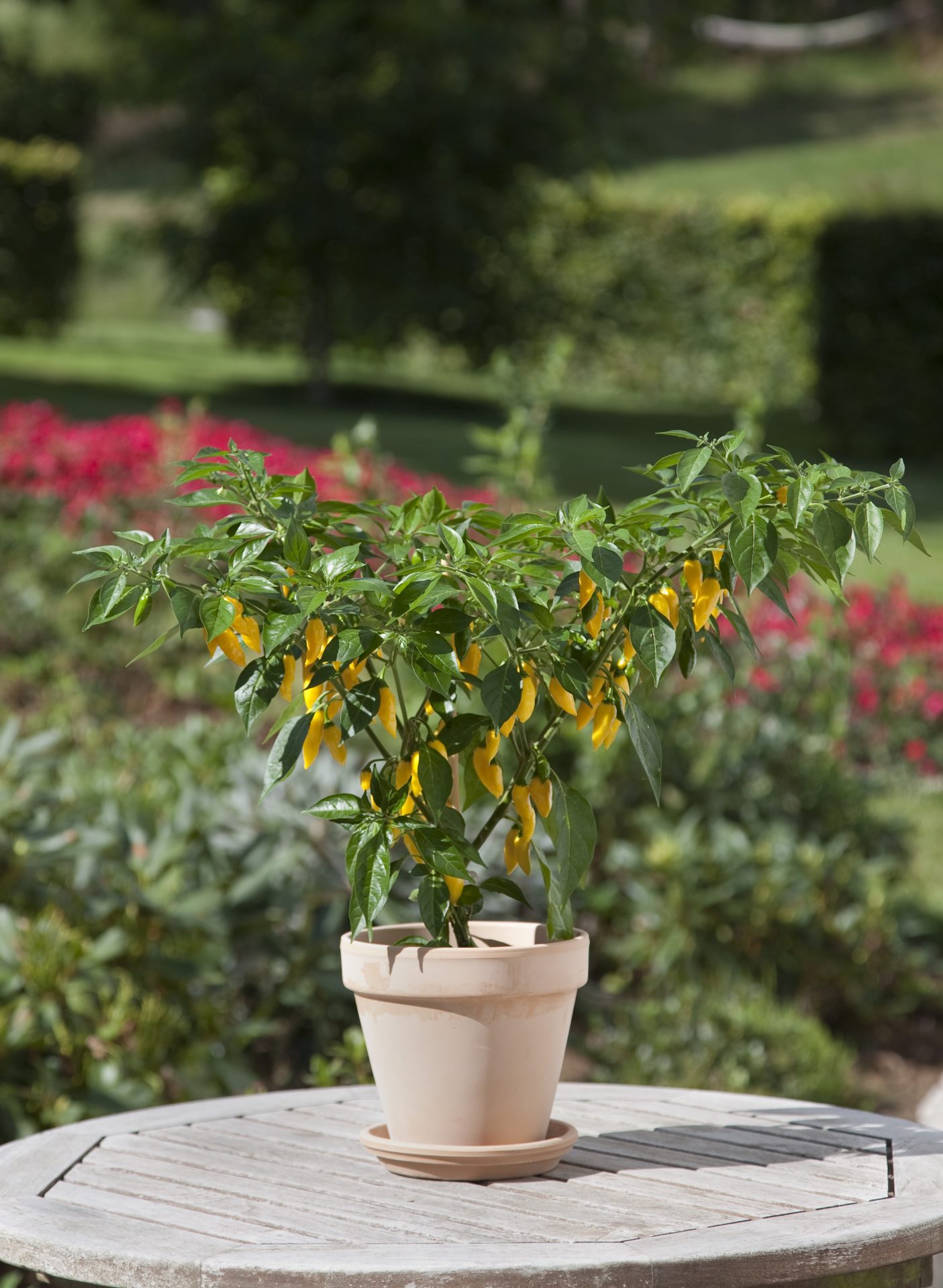Chilipeppar 'Hot Lemon'