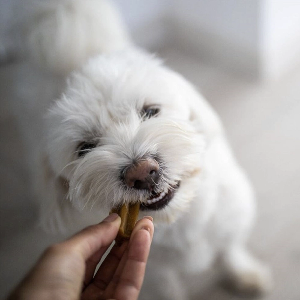 Yora dental sticks till hund klimatsmart miljövänlig