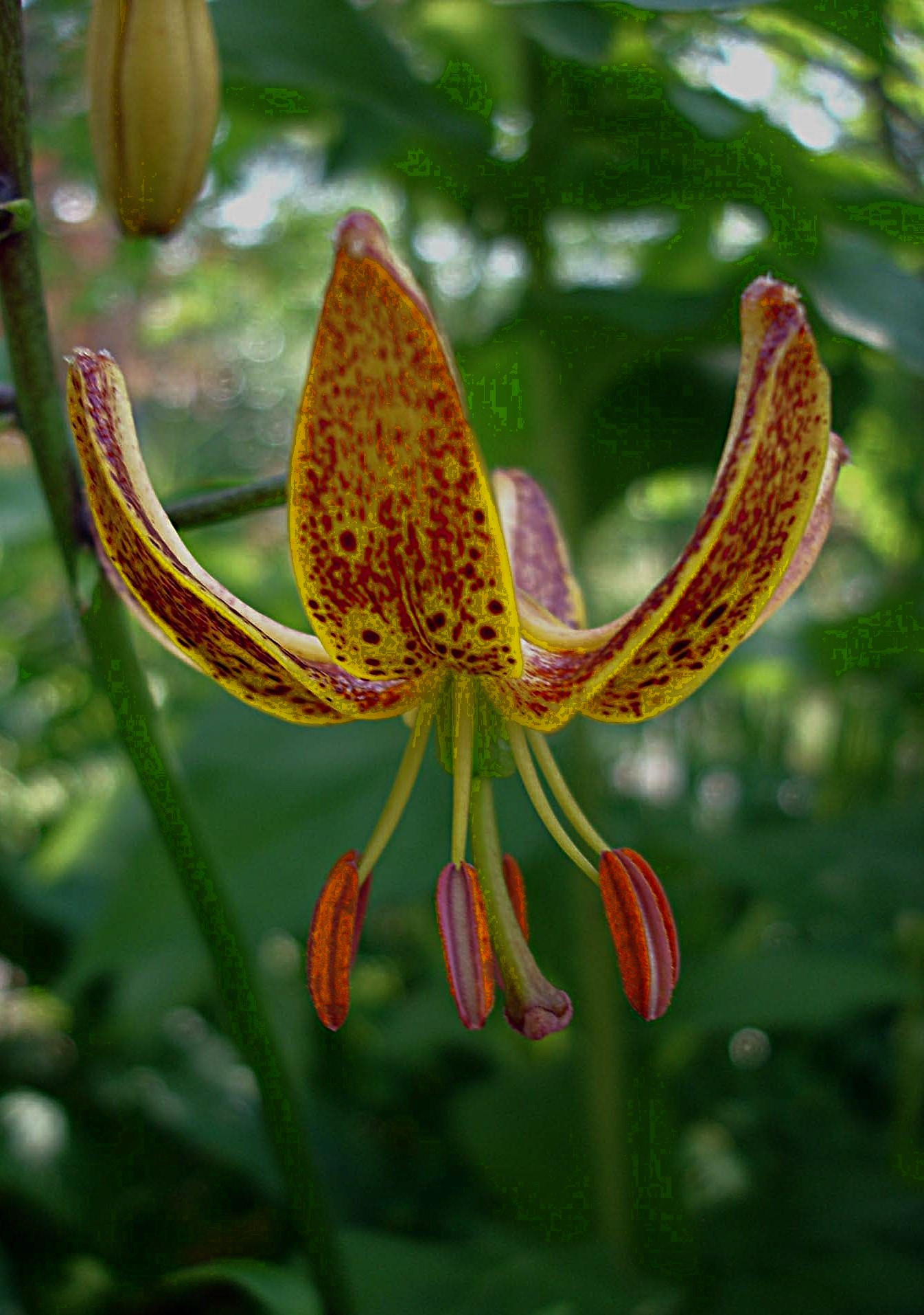Lilium martagon hybr. 'Sunny Morning'