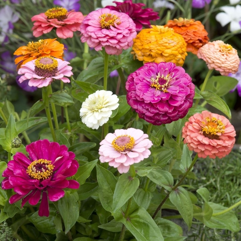 Zinnia 'Cut & Come Again'