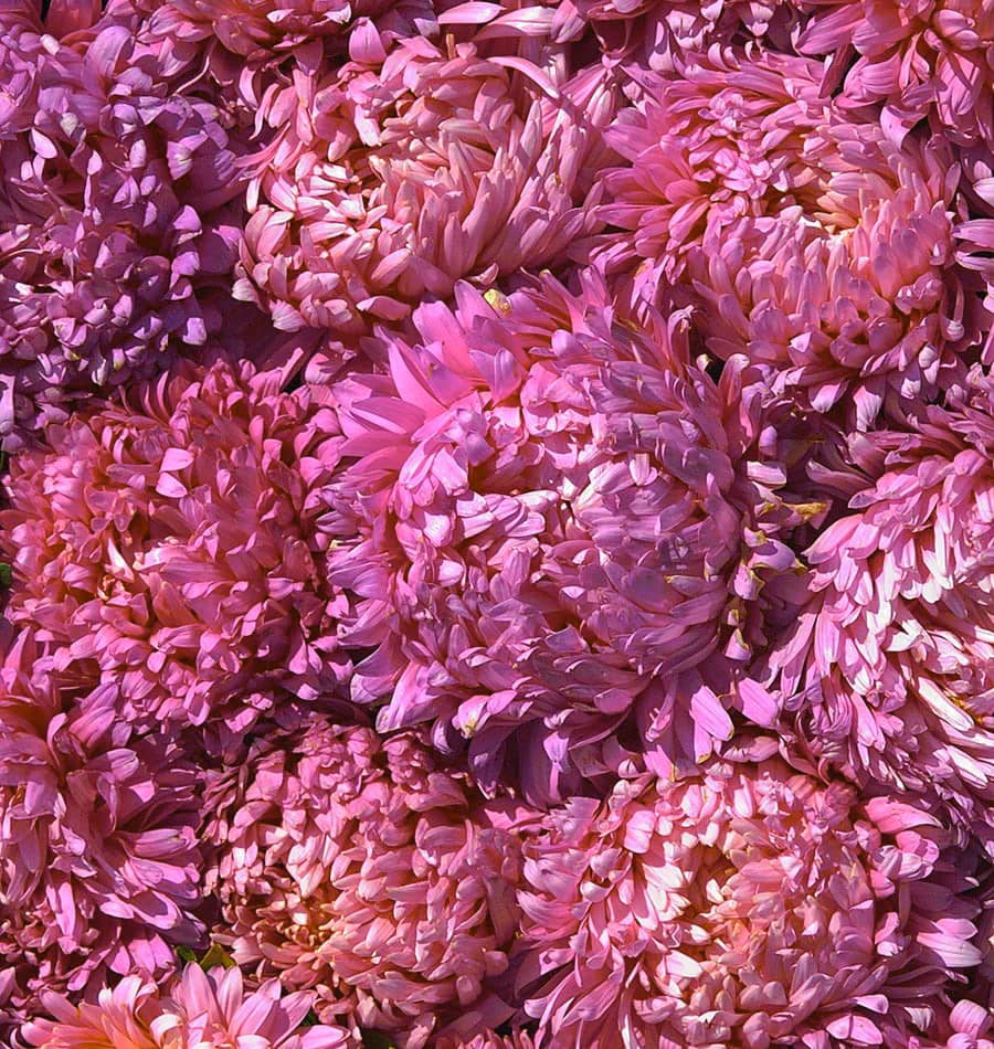 Aster 'King Size Rose' - 2