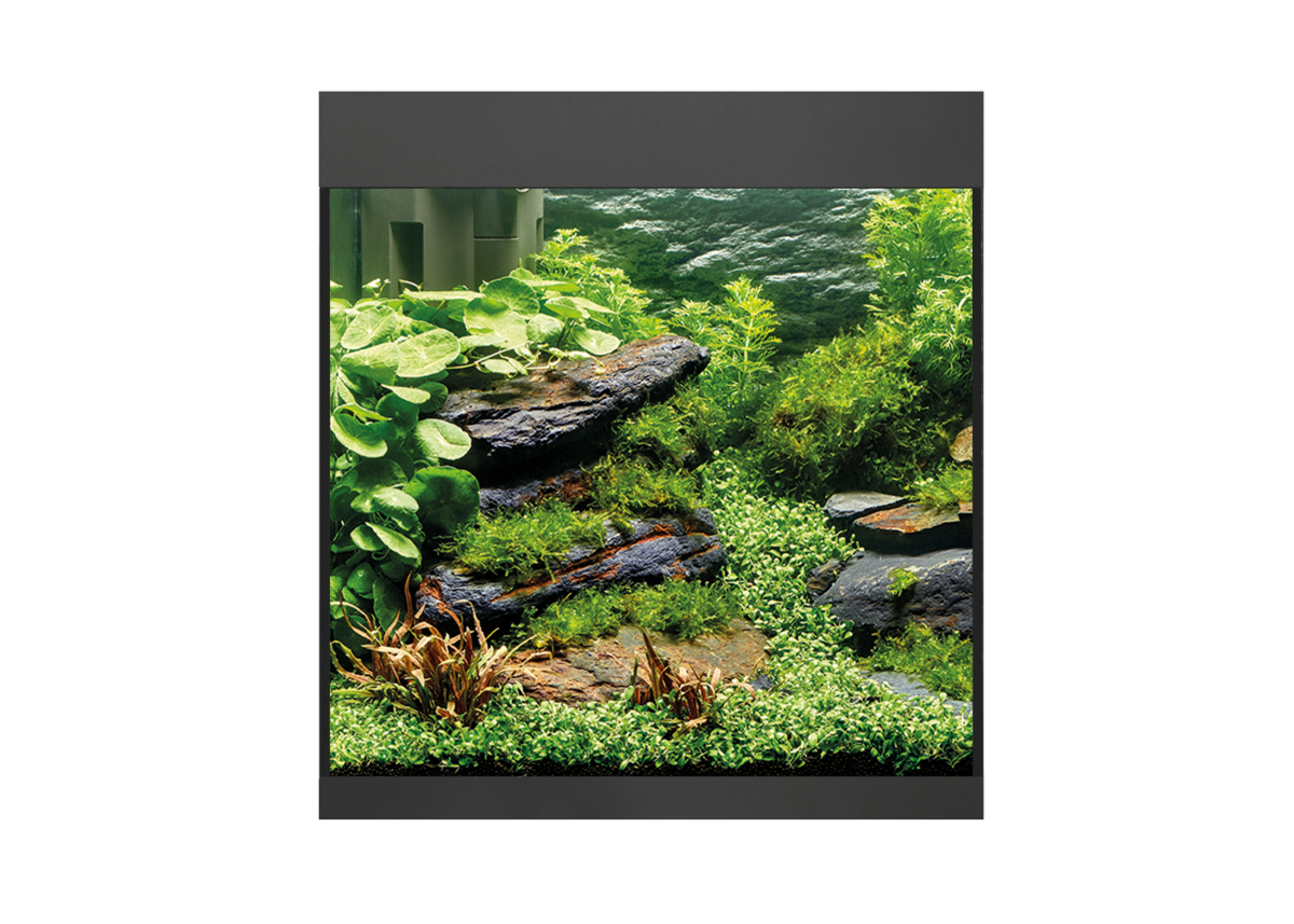 Oase StyleLine 85 akvarium Svart LxBxH: 50x36x42 cm, 75 liter - 3