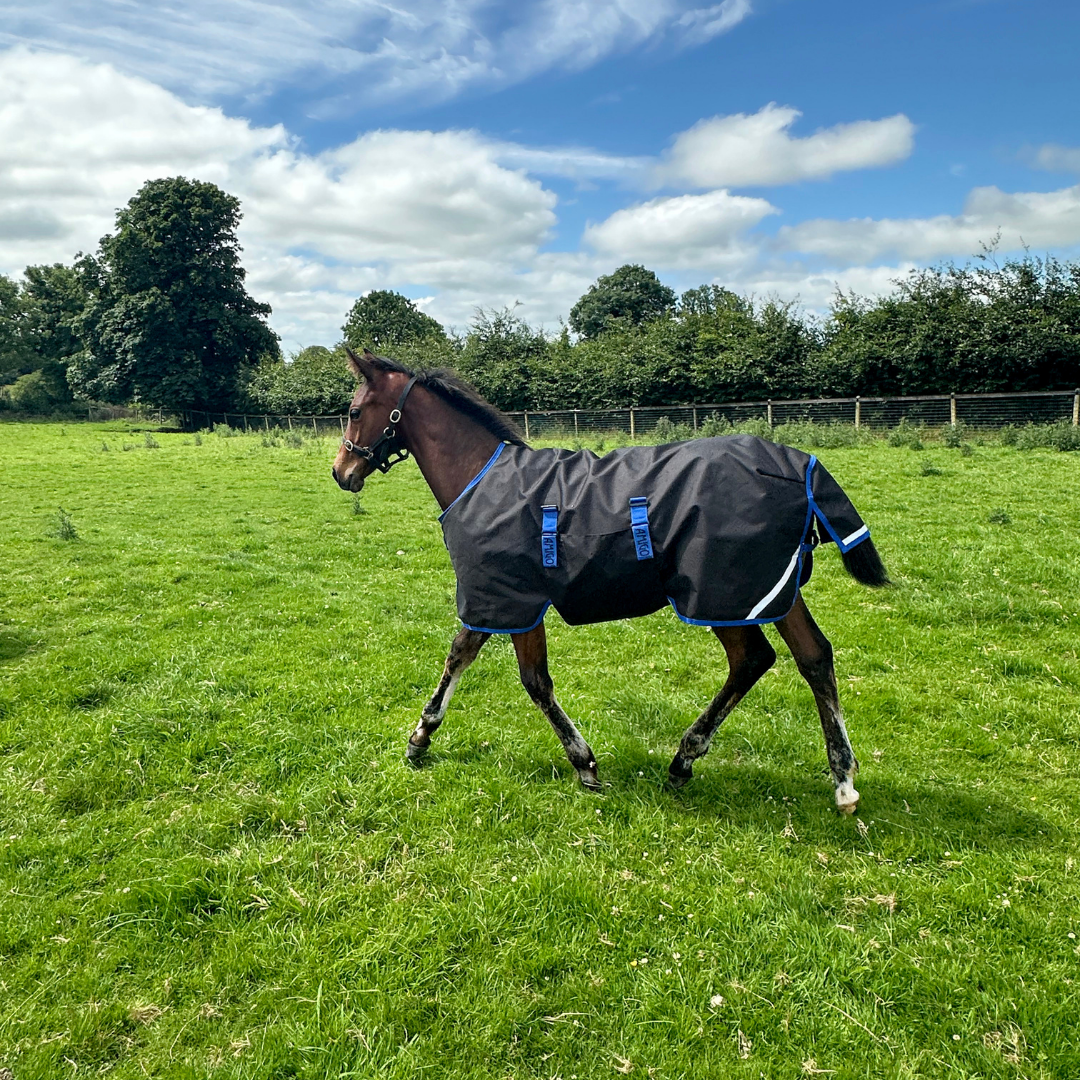 AMIGO RIPSTOP FOAL RUG 9 200GR - 2
