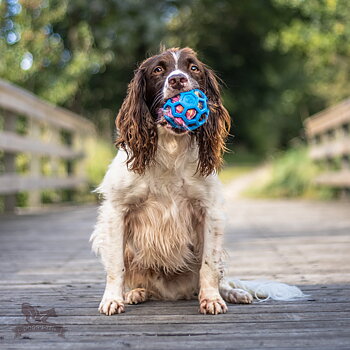 Deer Squeaker to Hol-ee Toys