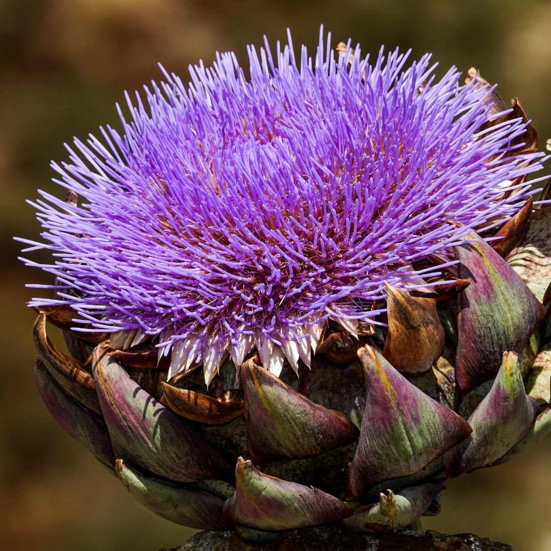 Kronärtskocka - Violet de Provence - 3