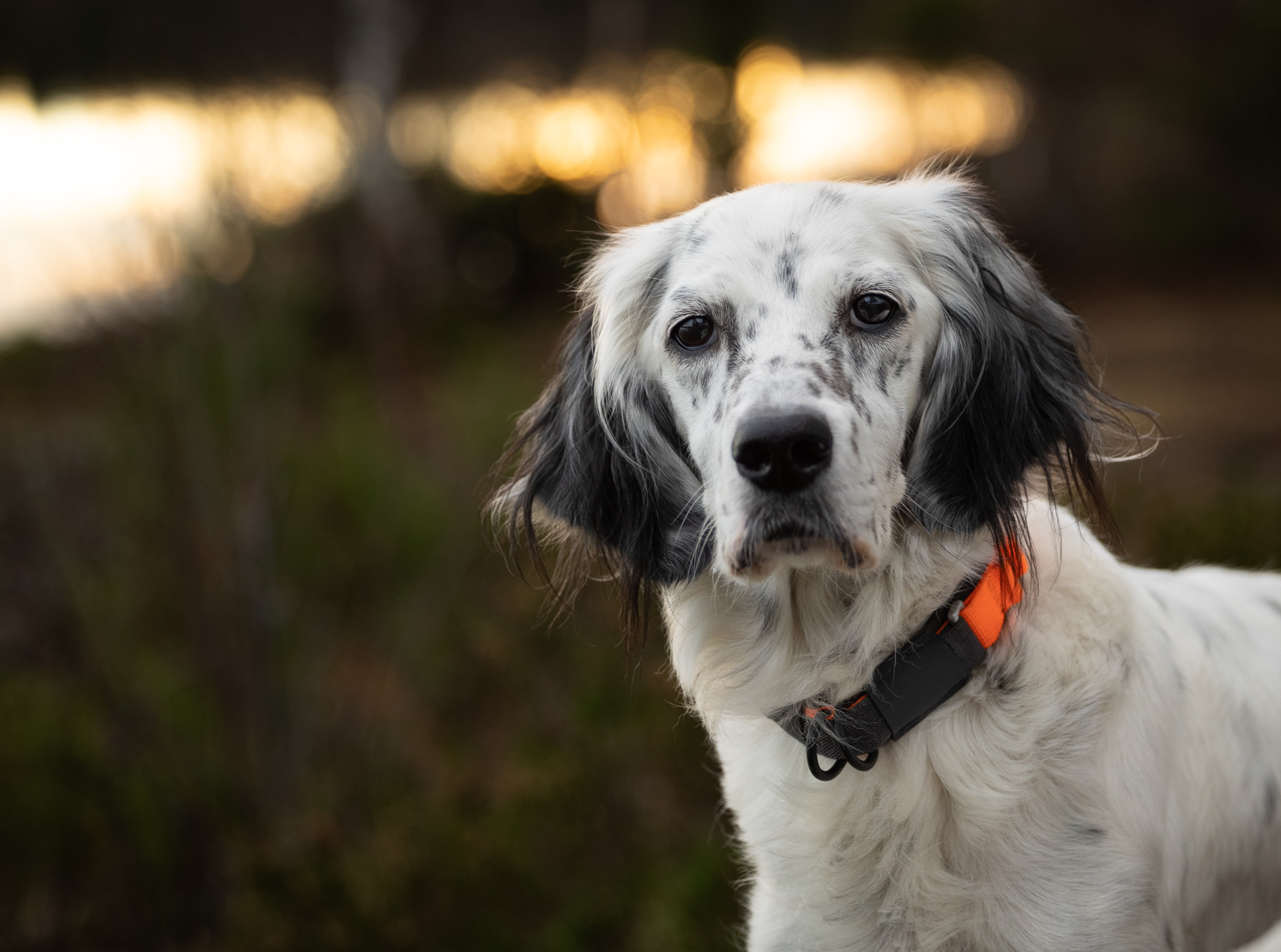 Non-Stop Dogwear Protector Collar - Orange - Reflective