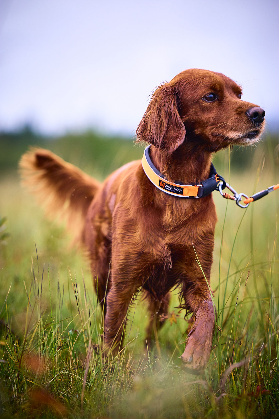 Non-Stop Dogwear Protector Collar - Orange