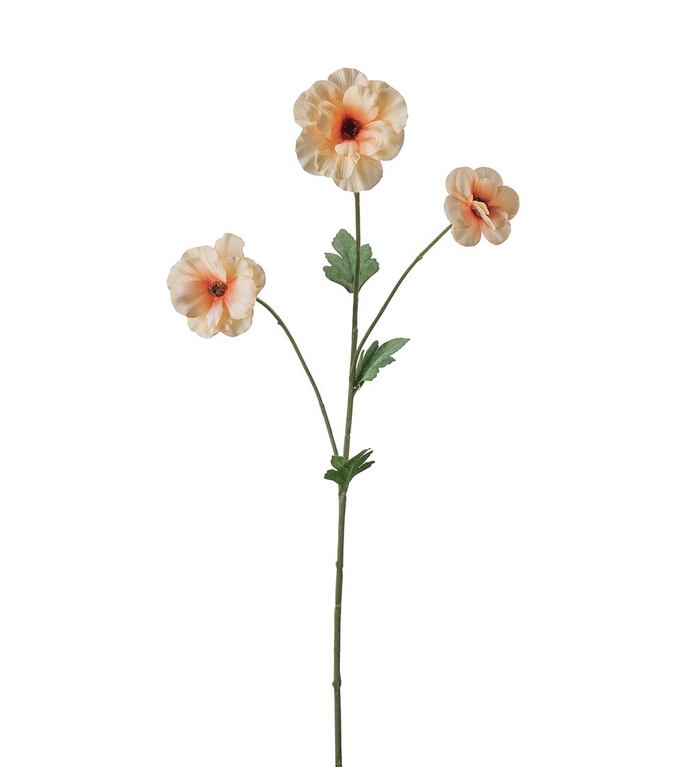 Japansk Ranuncel - Ranunkel 62 cm - Persika - 2