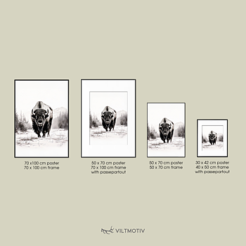 Bisonporträtt Poster