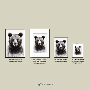 Björnporträtt Poster