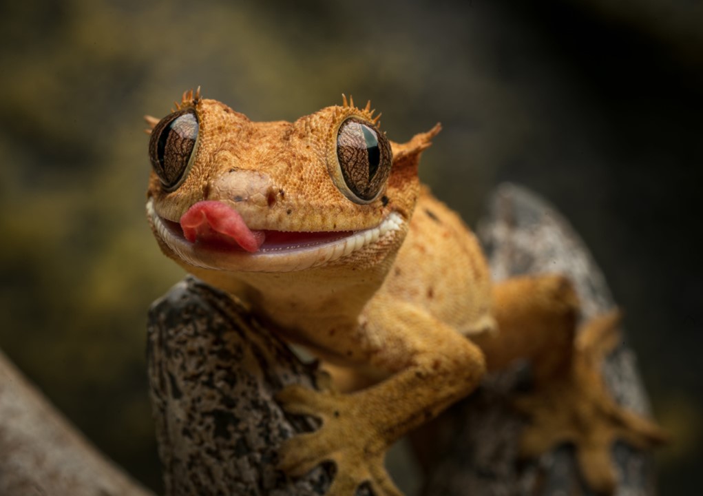 Nekton Crested Gecko  100g Lösvikt - 3