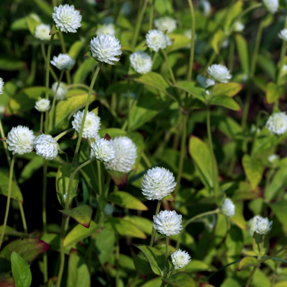 Klotamarant 'White' - 2