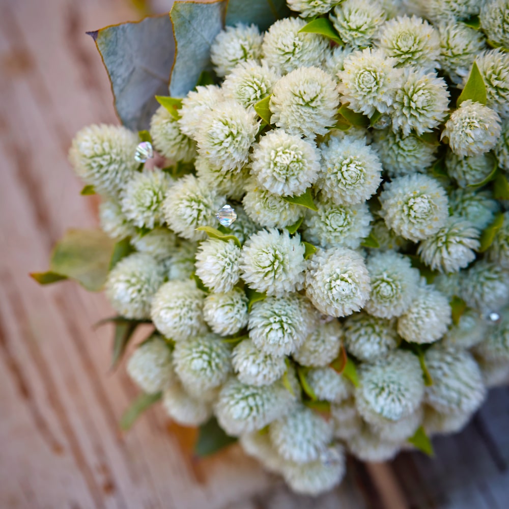 Klotamarant 'White' - 3